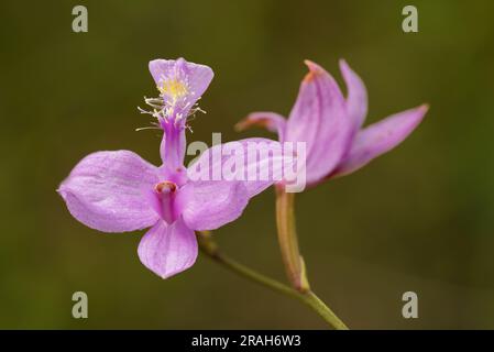 Die Tuberous Grass Pink Orchidee im Stead Road Moor, Manitoba, Kanada. Stockfoto