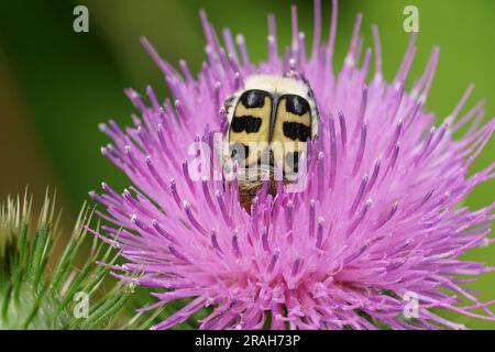 Natürliche Nahaufnahme der französischen Blütenaffe, Trichius gallicus, der sich von einer lila Knapweenblume ernährt, Centaurea jacea Stockfoto