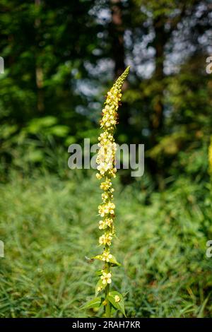 Lange gelbe Blume, die im Garten wächst. Stockfoto