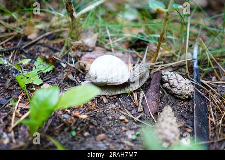 Kleine Schnecke im Wald Stockfoto