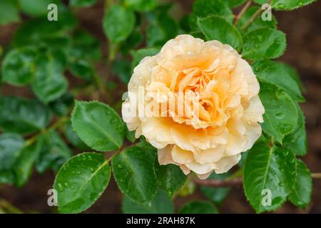 Rose, Rosa Welwyn Garden Glory, rosa Harzumber, rosa welsh Gold, rosa Garden Glory, Hybrid Tea Rose, Aprikosenfarbene Blüte Stockfoto