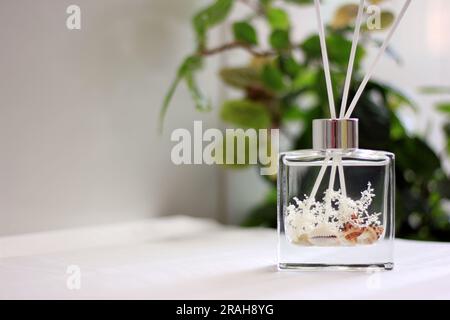 Klarglasdiffusor mit Meeresschalen und Baumwollduft Stockfoto