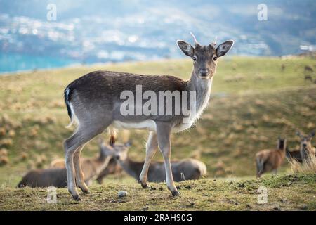 The Fawn Stockfoto