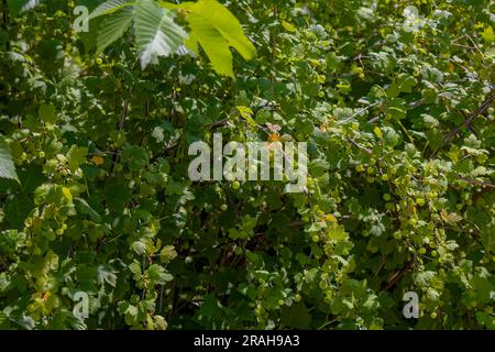 Ribes uva-crispa, die als Stachelbeere oder europäische Stachelbeere bekannte Wilde Stachelbeere, ist eine Art blühenden Strauchs aus der Familie der Johannisbeeren, Grossulariaceae. Stockfoto