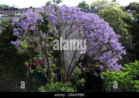 Blauer Jacaranda-Baum (Jacaranda mimosifolia) in Blüte : (Pix Sanjiv Shukla) Stockfoto