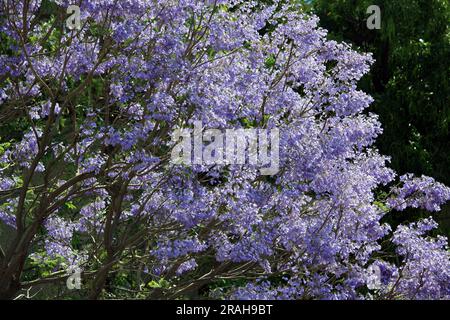 Blauer Jacaranda-Baum (Jacaranda mimosifolia) in Blüte : (Pix Sanjiv Shukla) Stockfoto