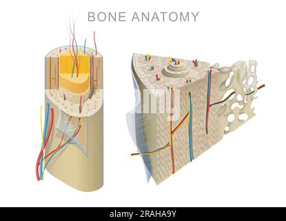 Anatomie eines langen Knochens Stockfoto