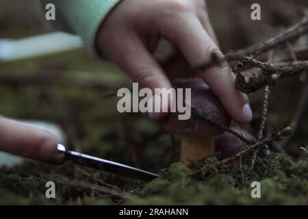 Kinderhände schneiden einen Pilz ab, der im Wald in der Nähe einer Nahaufnahme der Hände wächst, und einen Pilz, Frühlingslandschaft des Waldes gibt es einen Pl Stockfoto