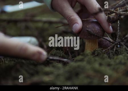 Kinderhände schneiden einen Pilz ab, der im Wald in der Nähe einer Nahaufnahme der Hände wächst, und einen Pilz, Frühlingslandschaft des Waldes gibt es einen Pl Stockfoto