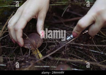 Weibliche Hände schneiden einen Pilz ab, der im Wald in der Nähe einer Nahaufnahme der Hände wächst, und eine Pilzlandschaft, Frühlingslandschaft des Waldes gibt es einen Ort Stockfoto