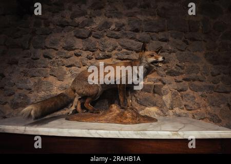 Ein Plüschfuchs steht im Haus auf einem Stand in voller Wachstumsseite eines Plüschtieres, ein Porträt eines Plüschfuchs. Hochwertiges Foto Stockfoto