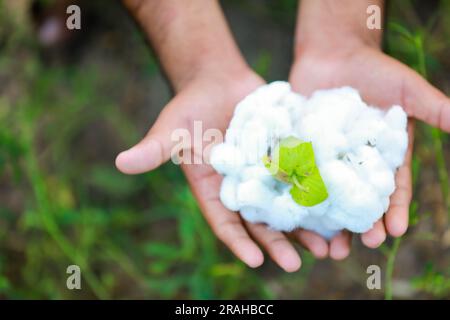 Indischer Bauer, der Baumwolle in der Hand hält, glücklicher und junger Bauer Stockfoto