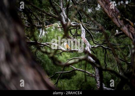 Heiliger Königsfisch-Vogel (Kōtare), der zwischen den Ästen eines Baumes gesichtet wird. Martinborough, Neuseeland Stockfoto