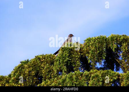 Vogel versteckt sich in den Bäumen Stockfoto