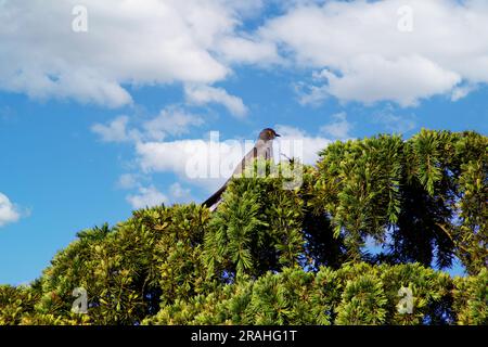 Vogel versteckt sich in den Bäumen Stockfoto