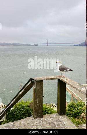 Die Westmöwe Larus occidentalis thronte auf einem hölzernen Geländer mit der Golden Gate Bridge im entfernten Alcatraz Gefängnis San Francisco Kalifornien USA Stockfoto