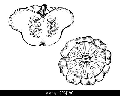 Handgezeichneter Tintenvektor Pattypan-Kürbis. Zeichnungskunst für Thanksgiving, Ernte, Landwirtschaft. Isoliertes Objekt, schwarzer Umriss. Design für Stock Vektor