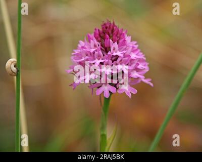 Eine einzelne rosa Blütenspitze der Pyramidenorchidee (Anacamptis pyramidalis) mit Schnecke auf dem nahegelegenen Stamm in den Sanddünen in Bamburgh, Northumberland, England, Großbritannien Stockfoto