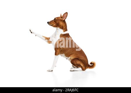 Der niedliche, weiß-rote Basenji-Hund sitzt und gibt eine Pfote isoliert vor weißem Studiohintergrund. Konzept der Tierpflege, Mode und Werbung Stockfoto