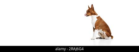Studioaufnahme eines weißroten reinrassigen Basenji-Hundes, der isoliert auf weißem Hintergrund posiert. Konzept der Tierpflege, Mode und Werbung Stockfoto