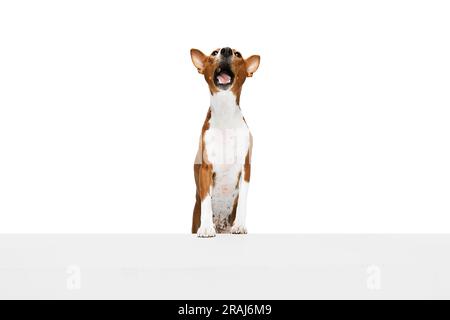 Studioaufnahme eines weißroten reinrassigen Basenji-Hundes, der isoliert auf weißem Hintergrund posiert. Konzept der Tierpflege, Mode und Werbung Stockfoto