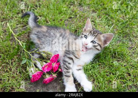 Grau gestreift - Weißes Kätzchen liegt auf dem Gras mit einem Zweig Rosen und Überraschung auf dem Maul. Katzenkindheit, erste Schritte in der Natur. Lieblingstier, jo Stockfoto