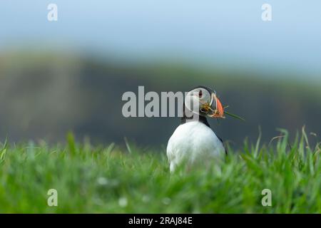 Atlantischer Papageientaucher Fratercula arctica, ausgewachsen auf grasbedeckten Klippen mit Nistmaterial, Lunga, Treshnish Isles, Schottland, Vereinigtes Königreich, Mai Stockfoto