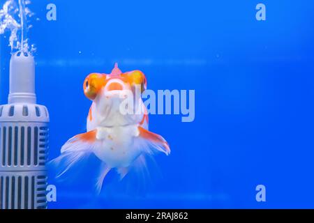 Der Goldfisch im Schaltschrank auf blauem Hintergrund. Stockfoto