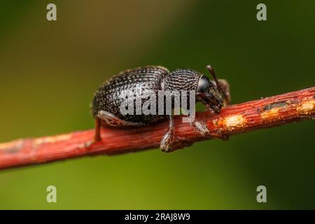 Erdbeerwurzel Weevil (Otiorhynchus ovatus) Stockfoto