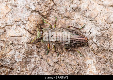 Flatheaded Appletree Borer (Chrysobothris femorata) Stockfoto