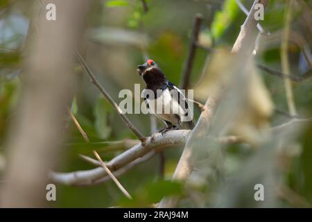 Platysteira cyanea mit braunem Kehlkopf, männlicher Erwachsener, hoch oben im Baum, Nambikala, Brikama, Gambia, März Stockfoto