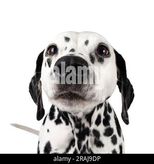 Kopfschuss eines neugierigen und neugierigen Dalmations-Hundes. Isoliert auf weißem Hintergrund. Stockfoto