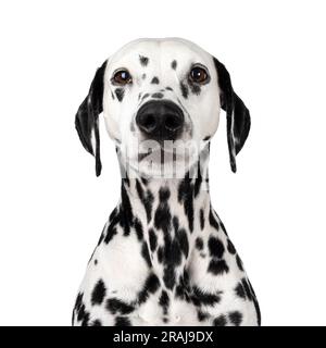 Kopfschuss eines richtig aussehenden dalmatinischen Hundes, der mit dem Gesicht nach vorne sitzt. Ich schaue in die Kamera. Isoliert auf weißem Hintergrund. Stockfoto