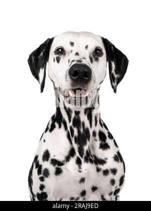 Kopfschuss eines hübschen dalmatinischen Hundes, der mit dem Gesicht nach vorne sitzt. Neben der Kamera. Mund auf. Isoliert auf weißem Hintergrund. Stockfoto
