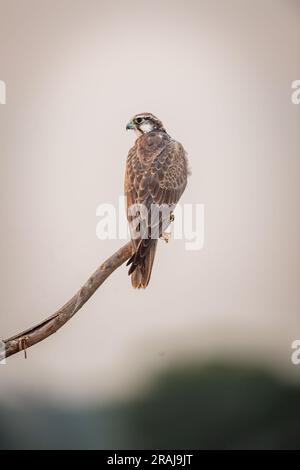 Laggarfalke oder Falco Jonglevogel, auf einem Ast in natürlichem Hintergrund während der Winter Morgensafari Tal Chhapar Blackbuck Sanctuary indien Stockfoto