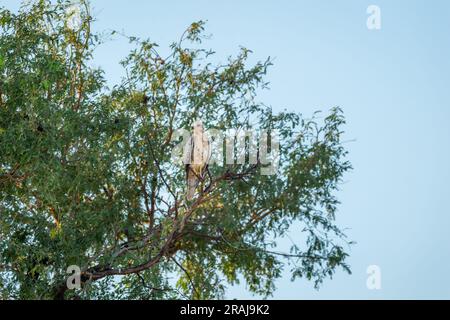 Weißer Bussard oder Butastur Teesa Vogel hoch oben auf einem Baum in natürlichem Grün und blauem Himmel im keoladeo Nationalpark bharatpur rajasthan india Stockfoto