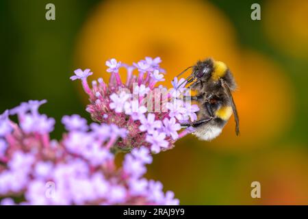 Große erdige Hummel - Bombus terrestris - ruht auf einer Blüte des Purpletop Eisenkraut - Verbena bonariensis Stockfoto