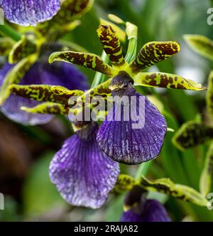 Colmanara Wildcat. Colmanara haben normalerweise dicke Triebe und üppig grünes, kräftiges Laub. Stockfoto