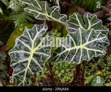 Nahaufnahme des Blattes einer Elefantenohrpflanze Alocasia Stockfoto