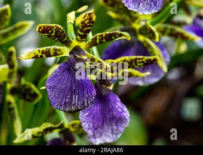 Colmanara Wildcat. Colmanara haben normalerweise dicke Triebe und üppig grünes, kräftiges Laub. Stockfoto