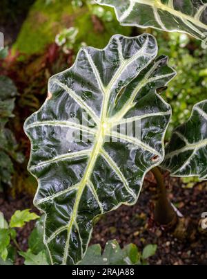 Nahaufnahme des Blattes einer Elefantenohrpflanze Alocasia Stockfoto