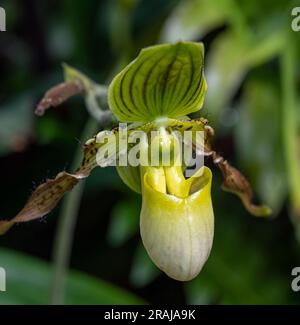 Paphiopedilum Orchidee. Die Gattung stammt aus Südostasien. Stockfoto