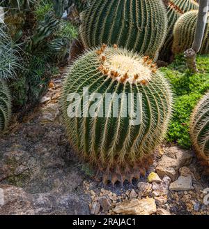 Goldfaßkaktus (Echinocactus grusonii). Habitat Mexico. Der Fasskaktus speichert Wasser in seinen kugelförmigen Rippenachsen. Stockfoto
