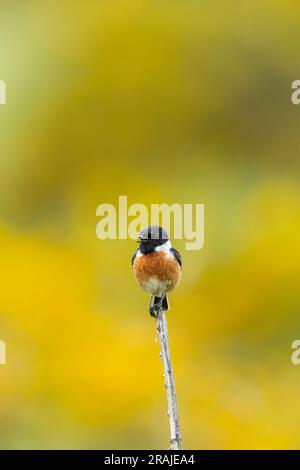 Gemeiner Steinechat Saxicola rubicola, erwachsener männlicher Gesang aus Bromble Stamm, Newbiggin-by-the-Sea, Northumberland, Vereinigtes Königreich, Mai Stockfoto