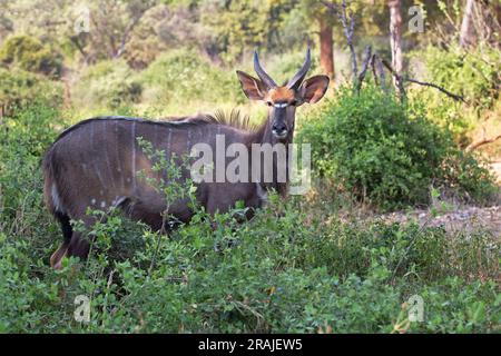 Große Kudu Stockfoto