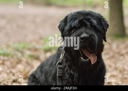 Großer schwarzer Hund. Hund im Freien. Frühlingsspaziergang mit einem Hund. Stockfoto