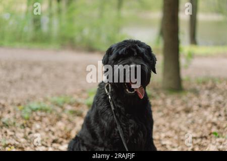 Großer schwarzer Hund. Hund im Freien. Frühlingsspaziergang mit einem Hund. Stockfoto