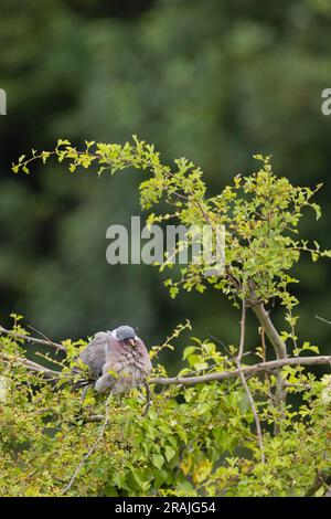 Gemeine Holztaube Palumba columbus, Erwachsener, hoch oben in Common Hawthorn Crataegus monogyna, Weston-Super-Mare, Somerset, Großbritannien, Juni Stockfoto