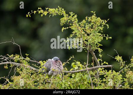 Gemeine Holztaube Palumba columbus, Erwachsener, hoch oben in Common Hawthorn Crataegus monogyna, Weston-Super-Mare, Somerset, Großbritannien, Juni Stockfoto