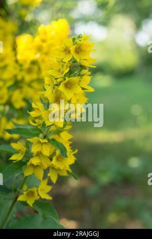 Lysimachia punctata oder Garden Loosestrife. Blühende Pflanze mit gelben Blumen. Gartenarbeit. Nahaufnahme, Kopierraum. Stockfoto